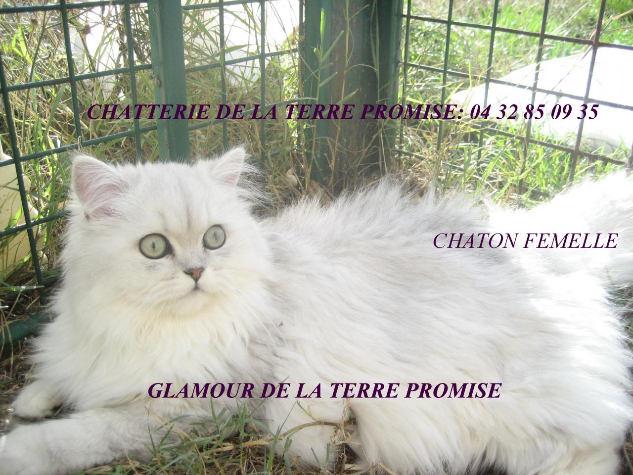 GLAMOUR, reste a la chatterie