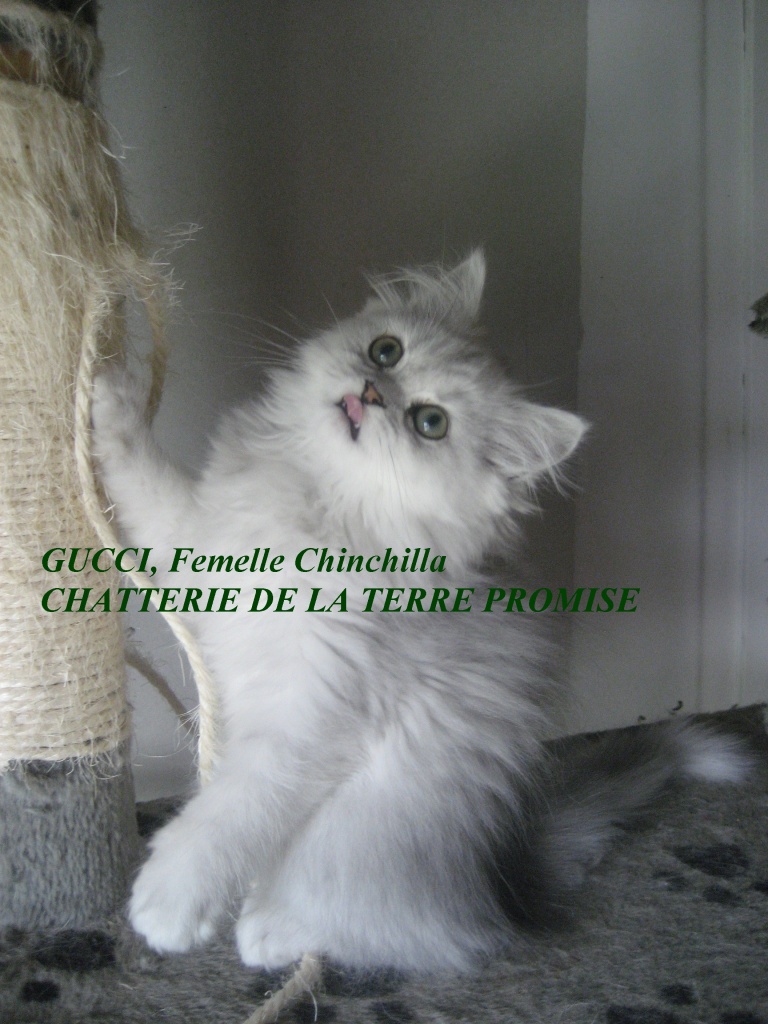 GUCCI, chatonne 2011 a quitté la chatterie