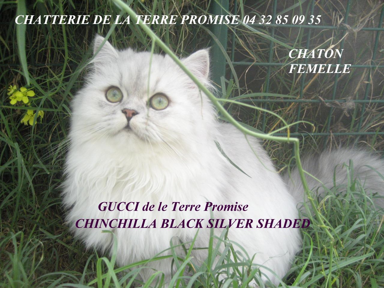 GUCCI, femelle Chinchilla 2011 a quitté la chatterie