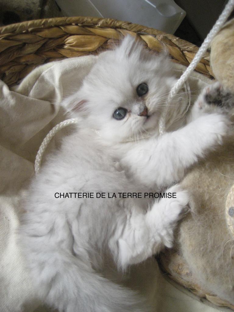 IGLOO, CHATON 2013 DISPONIBLE EN JUILLET