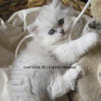 IGLOO, CHATON 2013 DISPONIBLE EN JUILLET