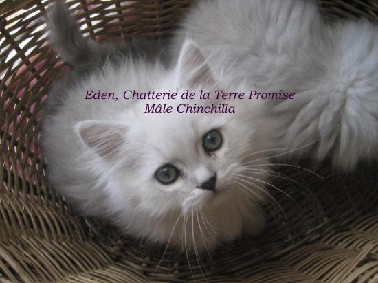 Eden, chaton né le 22 juillet 2009