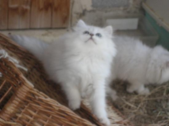 chaton, portée 2009