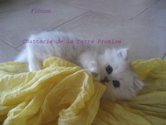 Flocon,   chaton portée 2010