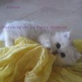 Flocon,   chaton portée 2010