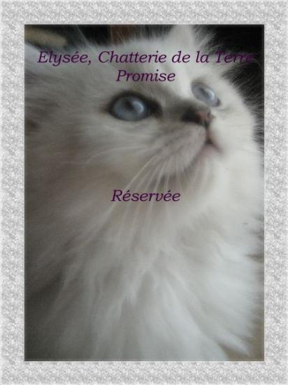 Elysée, chatonne Chinchilla née le 22 juillet 2009, n'est pl