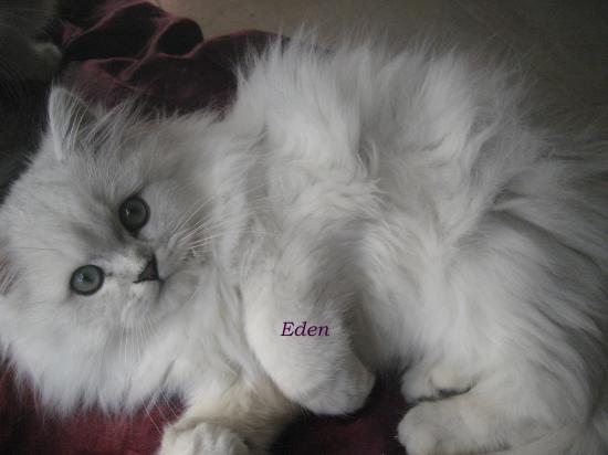 chaton, portée 2009