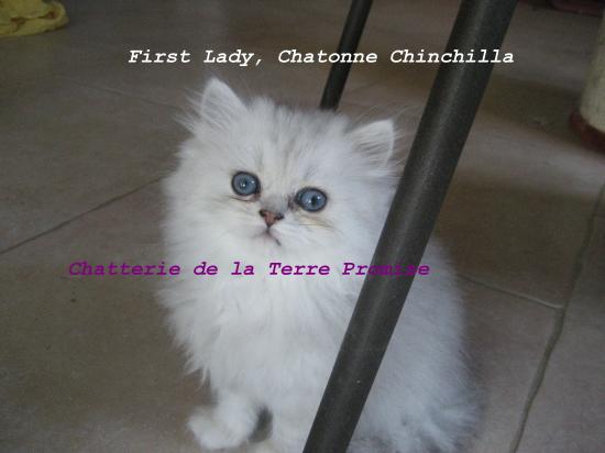 First Lady, portée 2010 Chatonne Chinchilla partie avec MR MME BICKEL