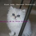First Lady, portée 2010 Chatonne Chinchilla partie avec MR MME BICKEL
