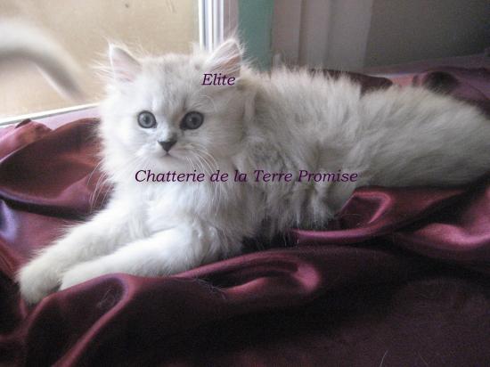 Elite, majestueux ! chaton né le 22 juillet 2009