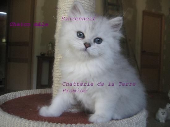 Fahrenheit,   chaton portée 2010