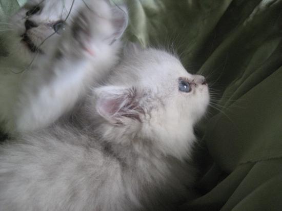 Chatons 2009