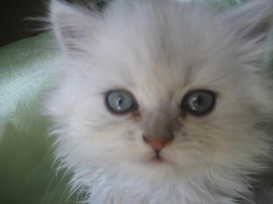 Diamond, des yeux splendides !