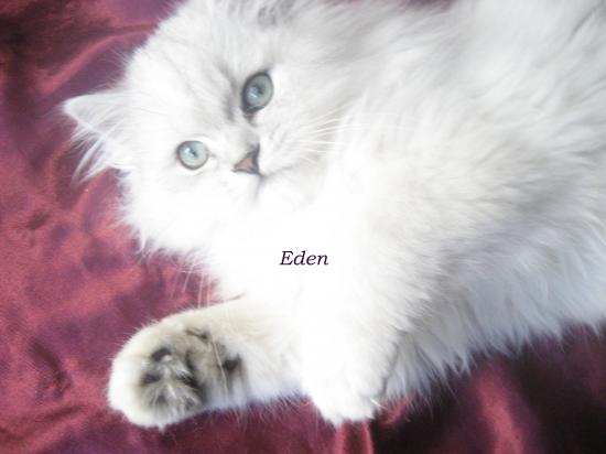 chaton 2009