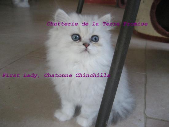 First Lady, portée 2010 Chatonne Chinchilla