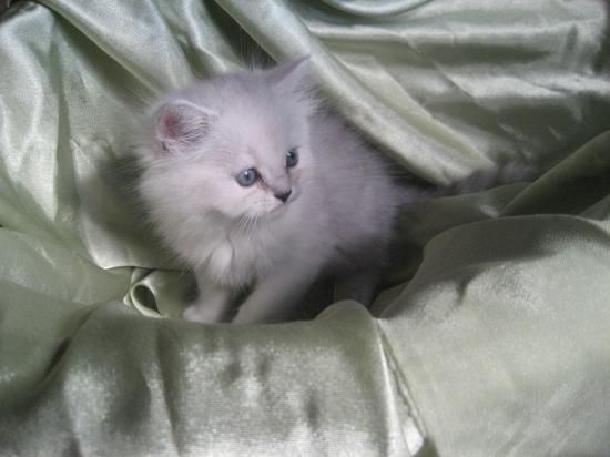chaton, portée 2009