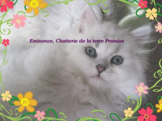 Eminence, Chaton né le 22 juillet 2009 a quitté la chatterie