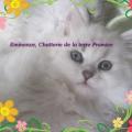 Eminence, Chaton né le 22 juillet 2009 a quitté la chatterie