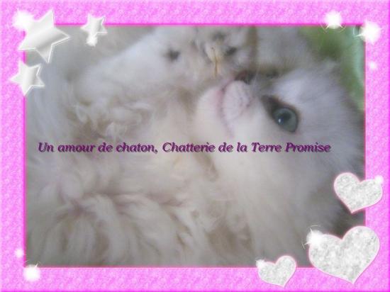 chaton 2009
