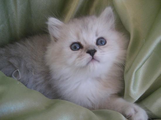 Elite, Chaton 2009