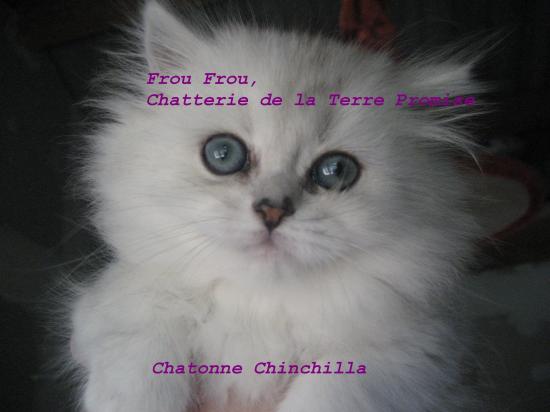 Frou-Frou, Chatonne Chinchilla, portée 2010