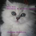 Frou-Frou, Chatonne Chinchilla, portée 2010