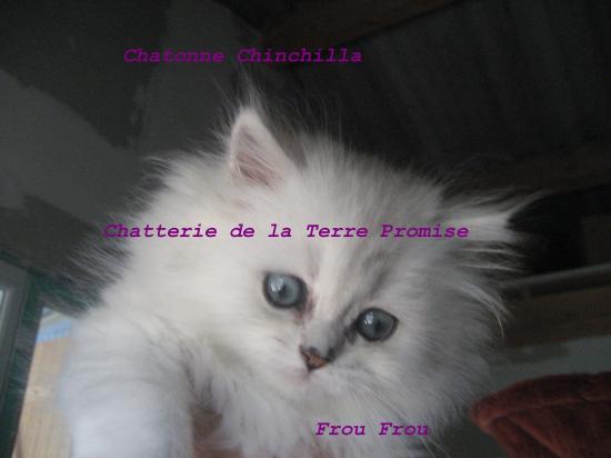 Frou-Frou, Chatonne Chinchilla, portée 2010 est aux Etats Unis