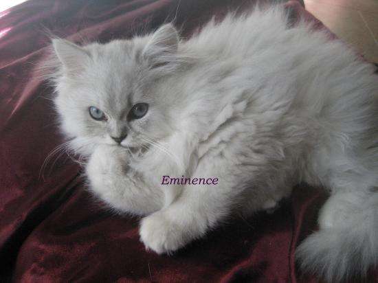 Eminence, Chaton né le 22 juillet 2009