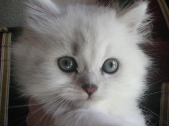 Eminence, Chaton né le 22 juillet 2009