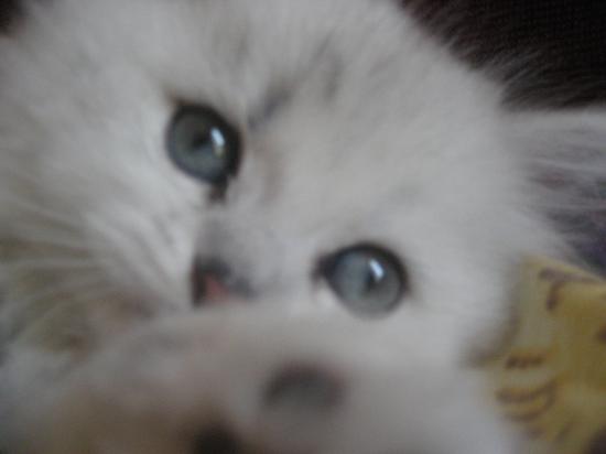 Eminence, Chaton né le 22 juillet 2009 a quitté la chatterie