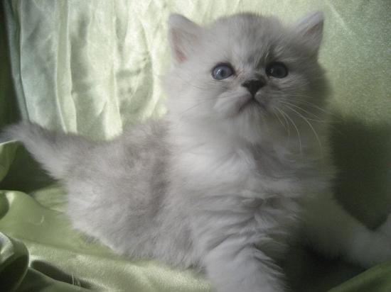 chaton 2009