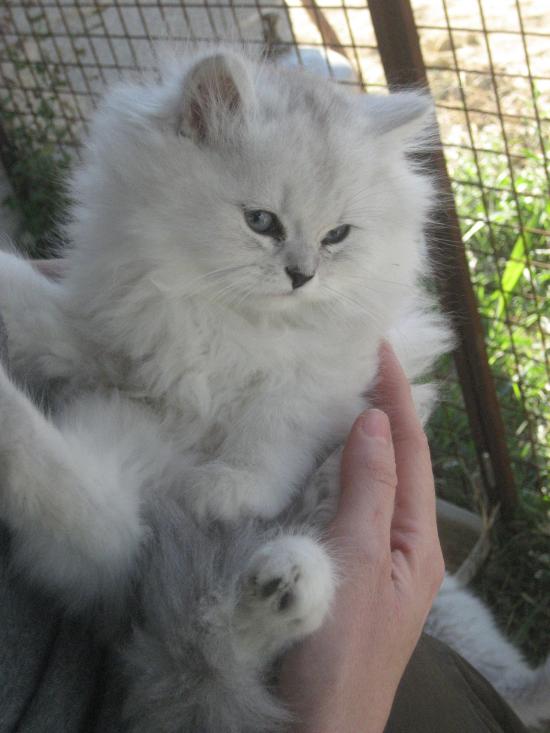 chaton, portée 2009