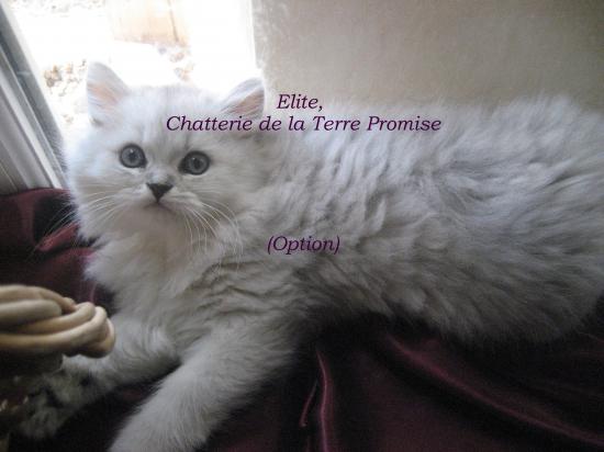 Elite, majestueux ! chaton né le 22 juillet 2009