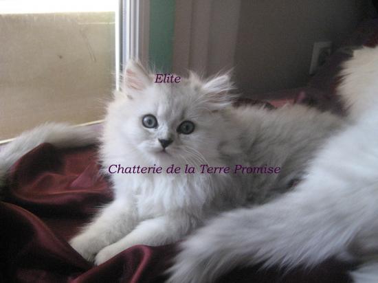 Elite, majestueux ! chaton né le 22 juillet 2009