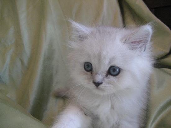 Eden, chaton né le 22 juillet 2009