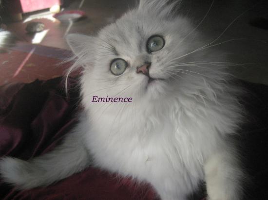 Eminence, Chaton né le 22 juillet 2009