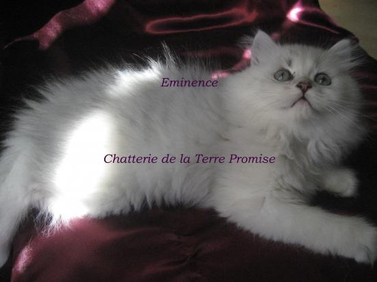 Eminence, Chaton né le 22 juillet 2009