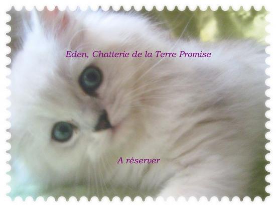 Eden, chaton né le 22 juillet 2009, A QUITTÉ LA CHATTERIE