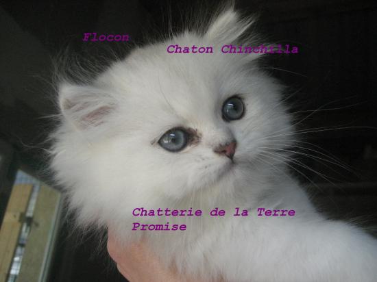 Flocon,   chaton portée 2010