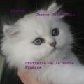Flocon,   chaton portée 2010