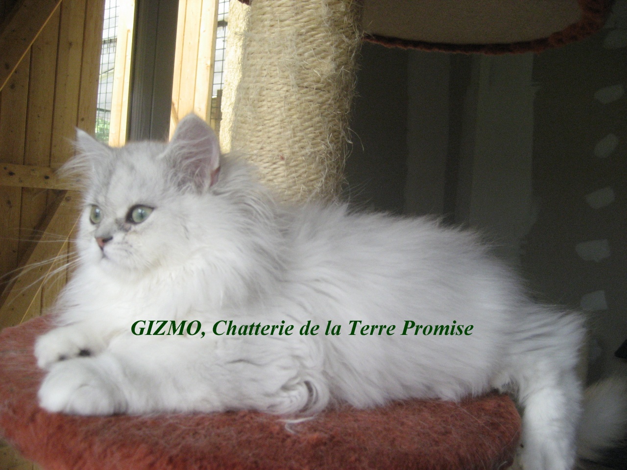 GIZMO, chaton 2011 a quitté la chatterie