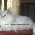 GIZMO, chaton 2011 a quitté la chatterie