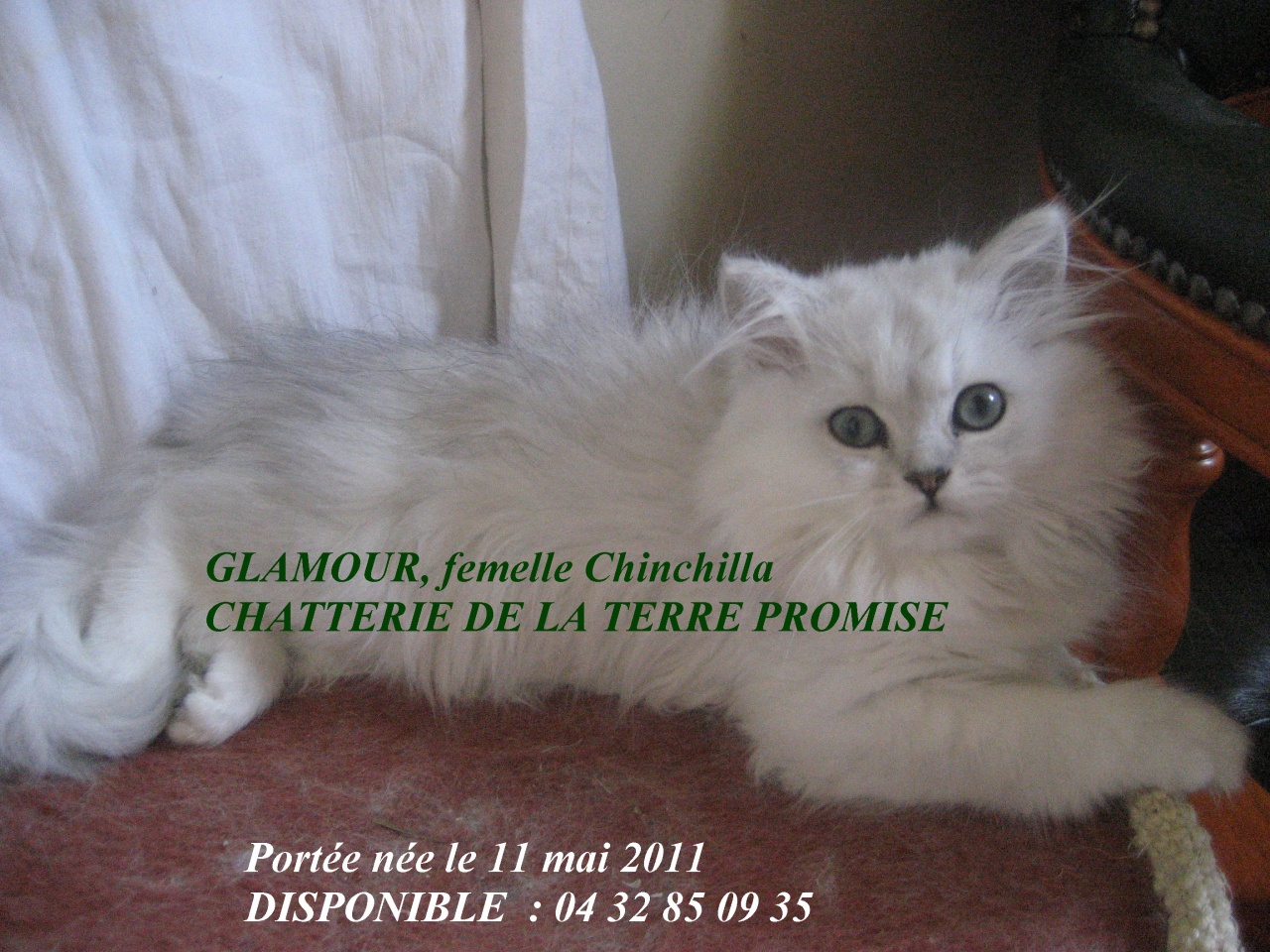 GLAMOUR, chatonne Chinchilla Silver