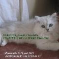 GLAMOUR, chatonne Chinchilla Silver