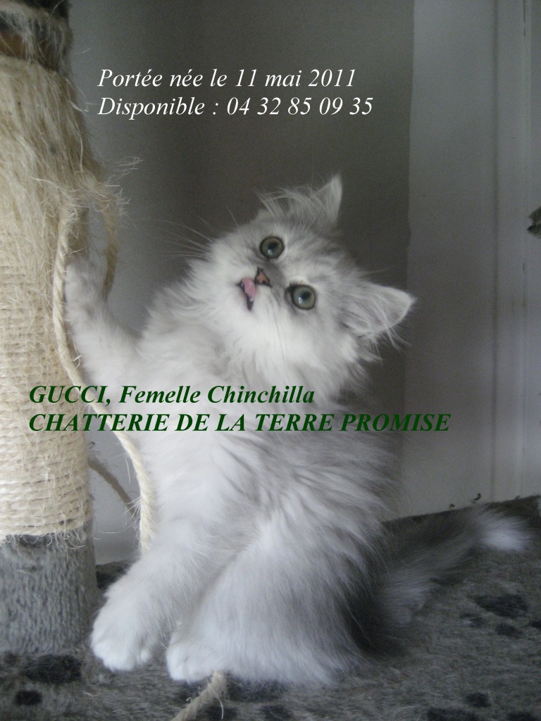 GUCCI, chatonne 2011, a quitté la chatterie
