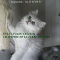 GUCCI, chatonne 2011, a quitté la chatterie