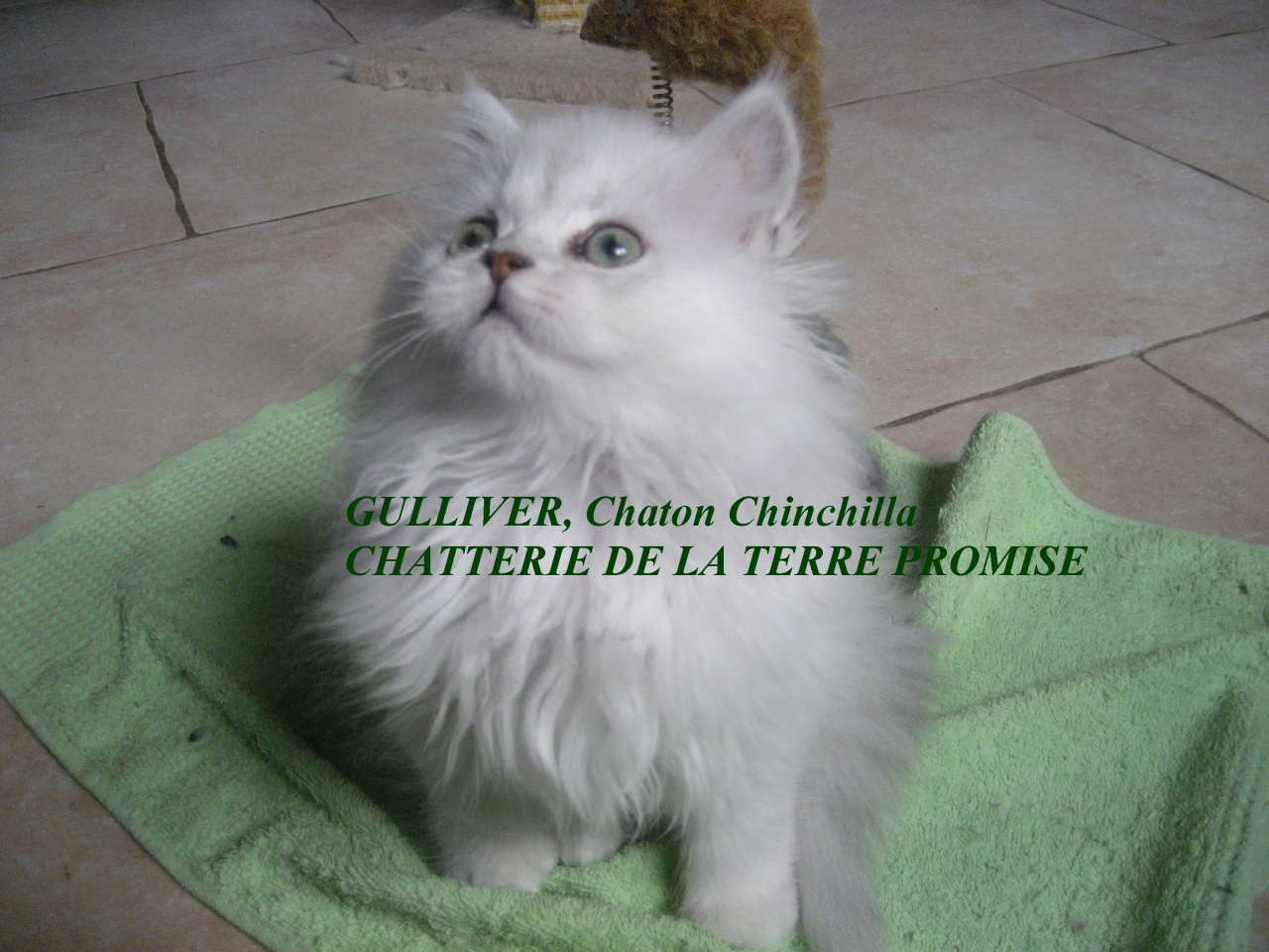 GULLIVER, chaton 2011