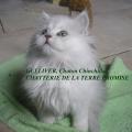 GULLIVER, chaton 2011