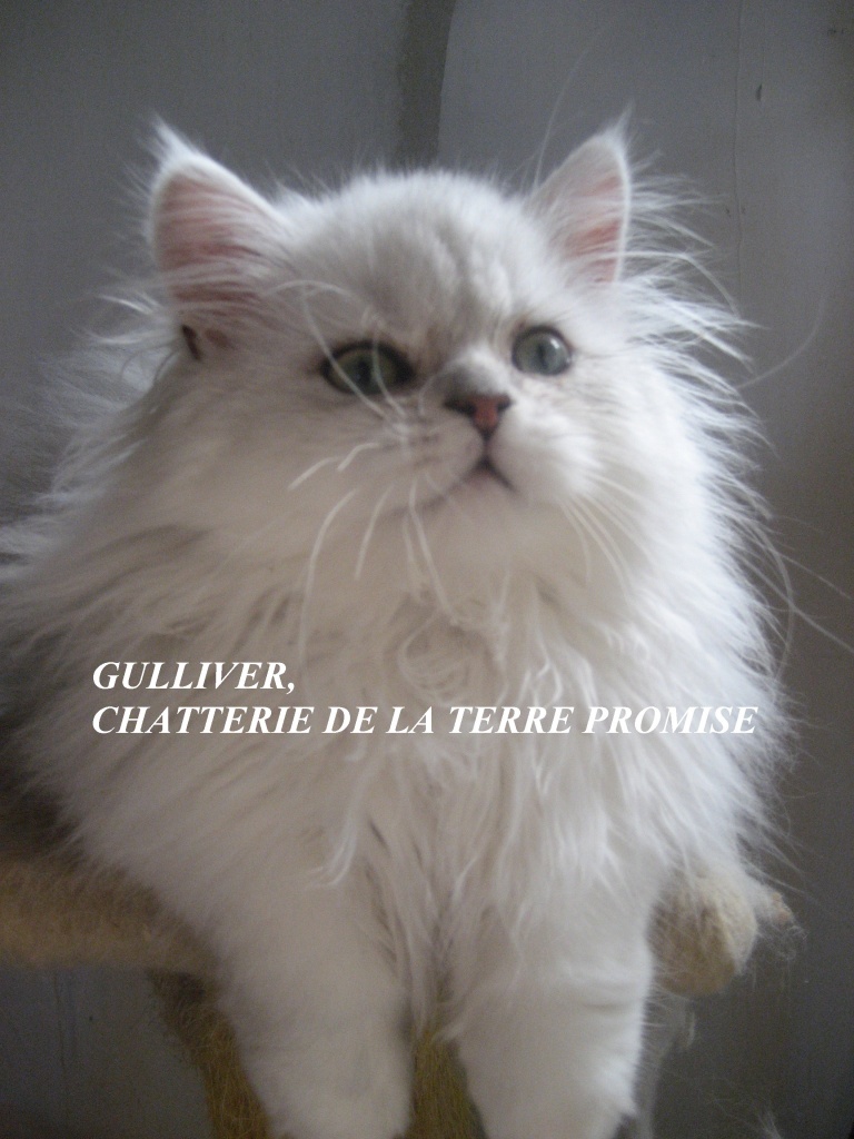 GULLIVER, chaton 2011