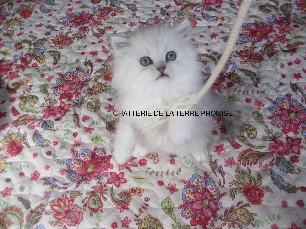 CHATON 2013 PETIT MÂLE DISPONIBLE  JUILLET 2013